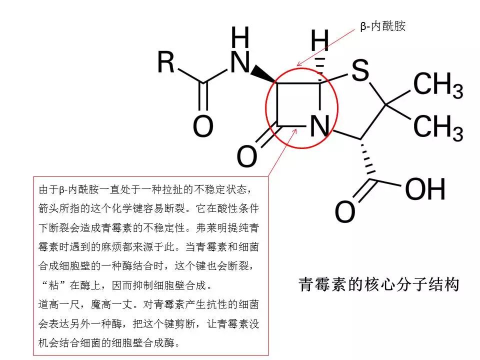 青霉素历史真相,青霉素的历史以及现状