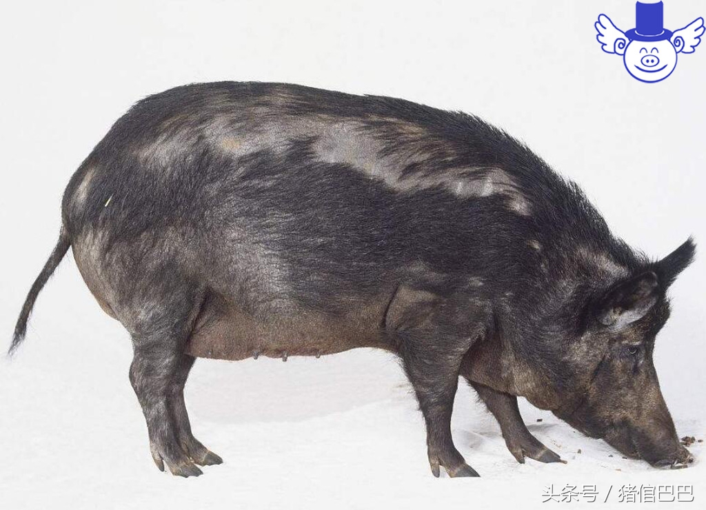 哺乳期的母猪太瘦怎么办,太瘦的母猪