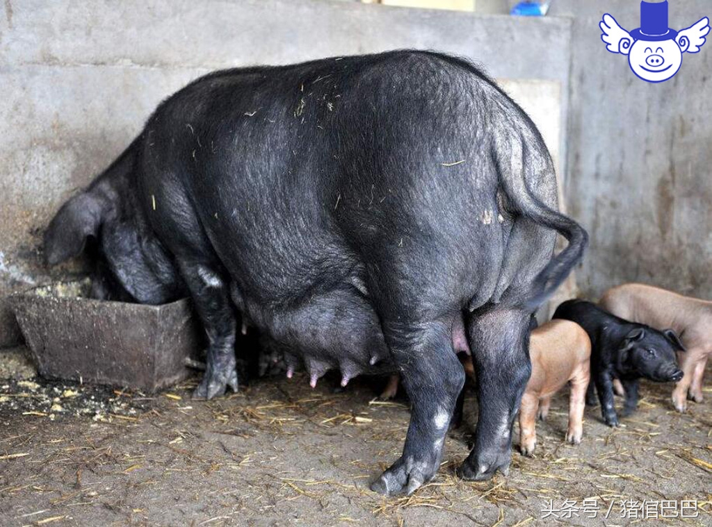 哺乳期的母猪太瘦怎么办,太瘦的母猪