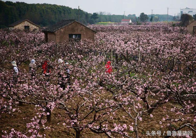 张家港市凤凰镇发展,张家港凤凰未来5年规划