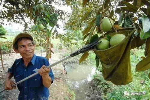 椰色果、红毛丹、牛奶国，到越南旅游必吃的水果有木有！