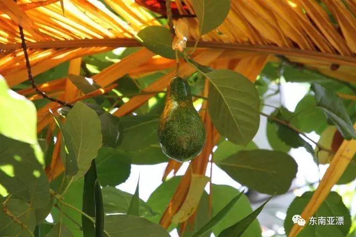 椰色果、红毛丹、牛奶国，到越南旅游必吃的水果有木有！