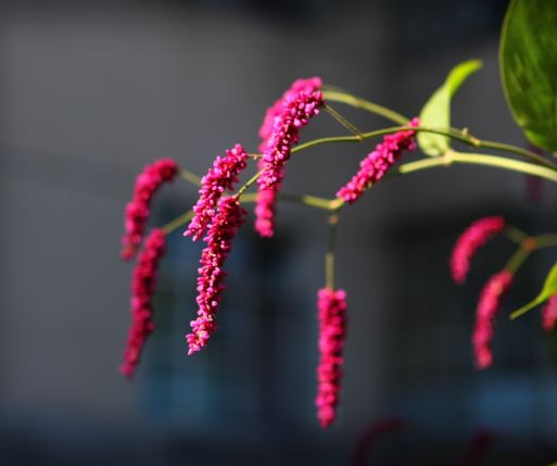 魏子昌经典诗词,魏子昌律诗全集