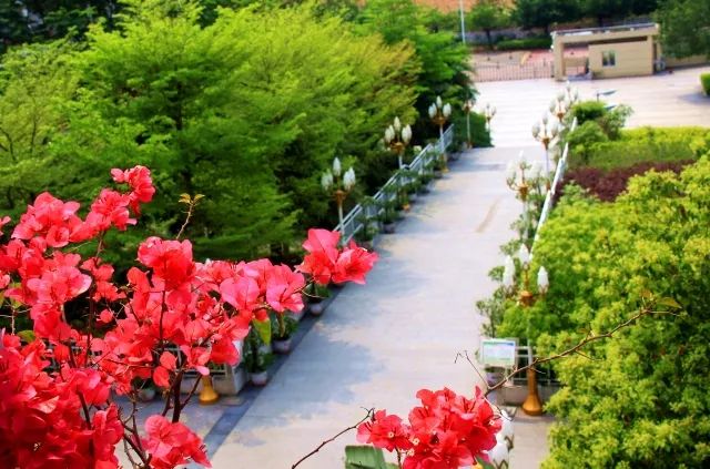 华侨城中学在哪里,华侨城中学口碑怎么样