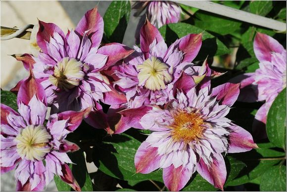 铁线莲爬藤花卉排名前十名,铁线莲哪个品种花最好看