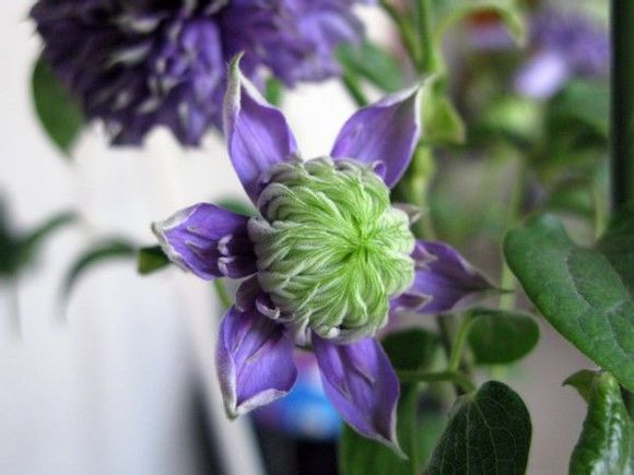 铁线莲爬藤花卉排名前十名,铁线莲哪个品种花最好看