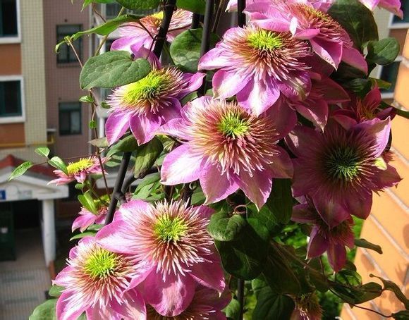 铁线莲爬藤花卉排名前十名,铁线莲哪个品种花最好看