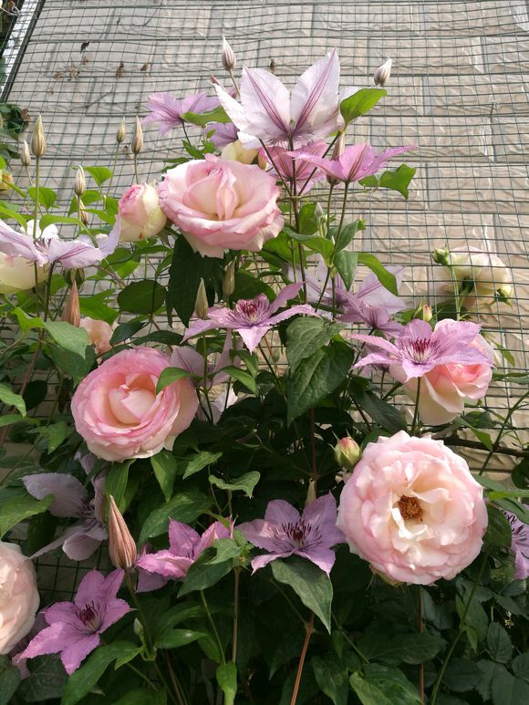 铁线莲爬藤花卉排名前十名,铁线莲哪个品种花最好看