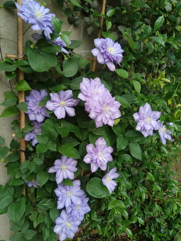 铁线莲爬藤花卉排名前十名,铁线莲哪个品种花最好看