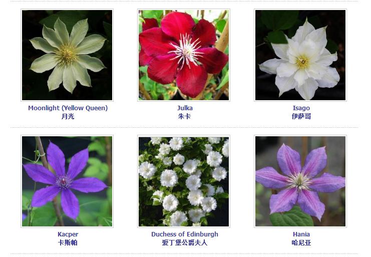 铁线莲爬藤花卉排名前十名,铁线莲哪个品种花最好看