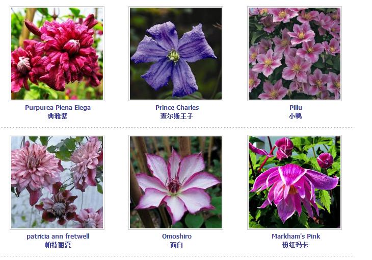 铁线莲爬藤花卉排名前十名,铁线莲哪个品种花最好看