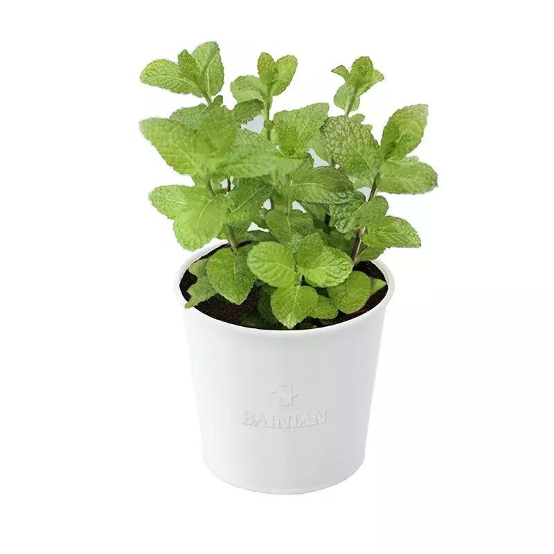 牙膏85元,5元的牙膏和50元的牙膏