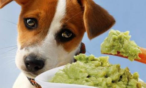 如何解决狗狗乱吃东西,狗狗乱吃东西怎么办