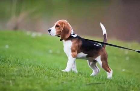 如何解决狗狗乱吃东西,狗狗乱吃东西怎么办