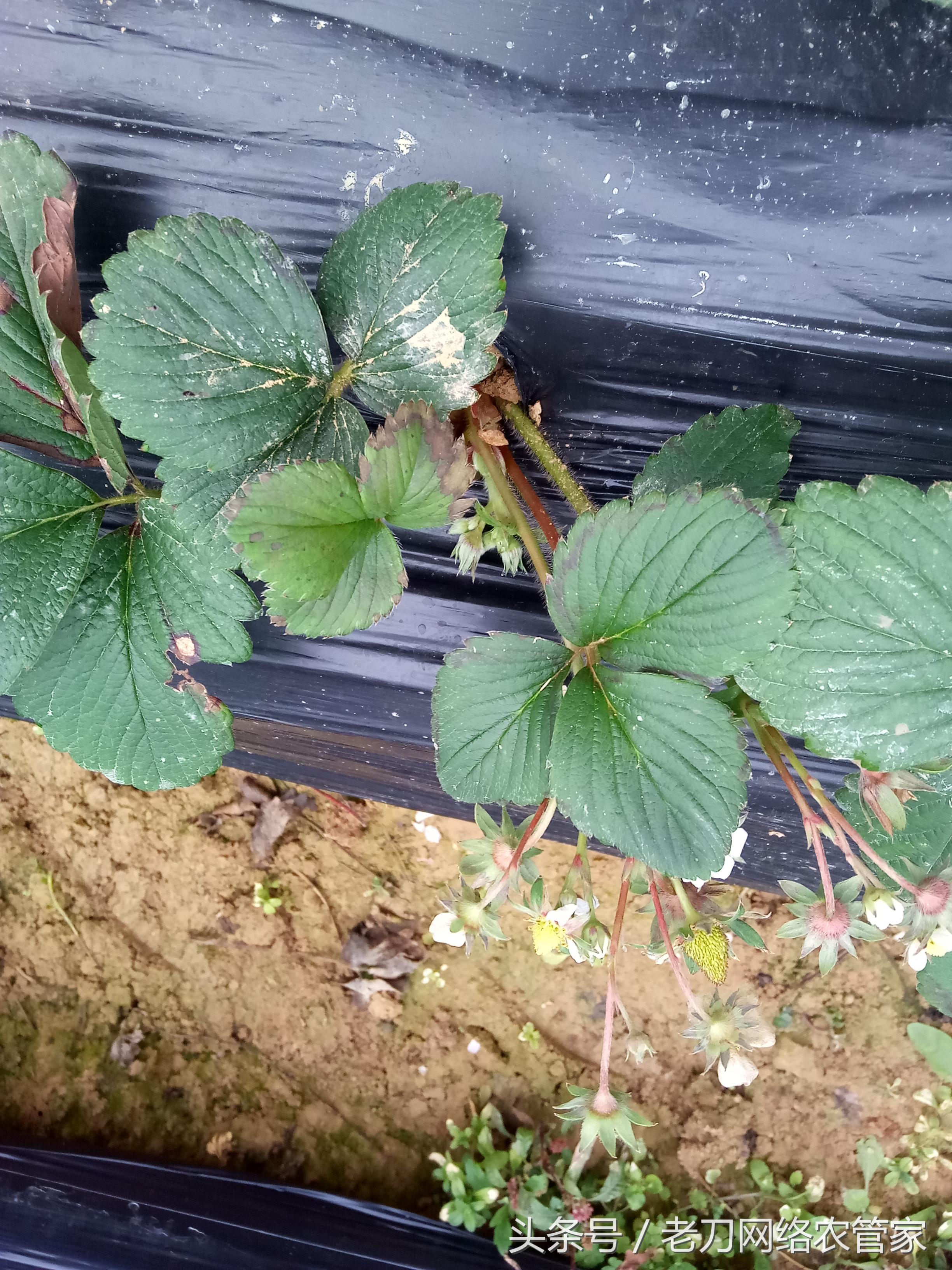 草莓炭疽病初期匍匐茎是什么样子,草莓炭疽病的药物有哪些