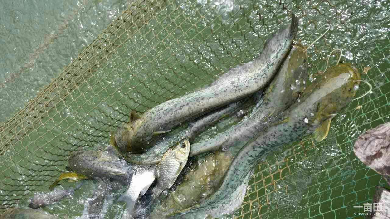 冬天怎么钓胡子鲶好钓,胡子鱼怎么样才好吃