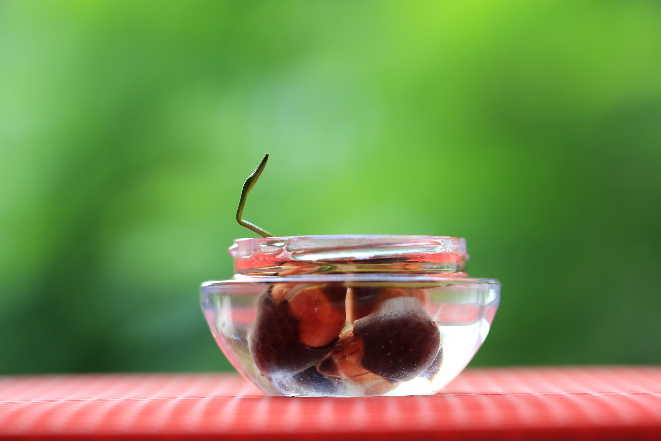 水培碗莲的种植方法和注意事项,怎样种植碗莲种子和水莲花种子