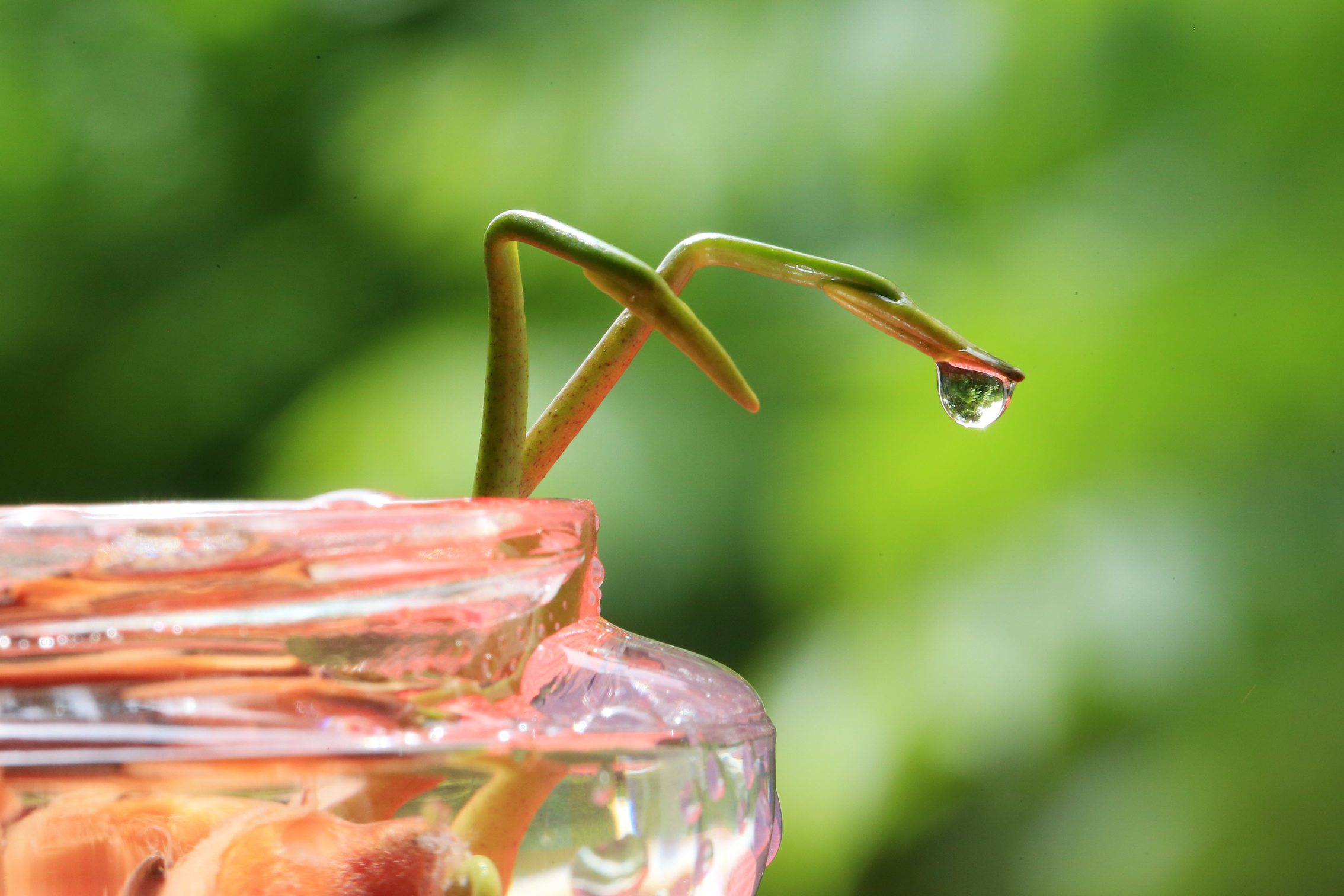 水培碗莲的种植方法和注意事项,怎样种植碗莲种子和水莲花种子