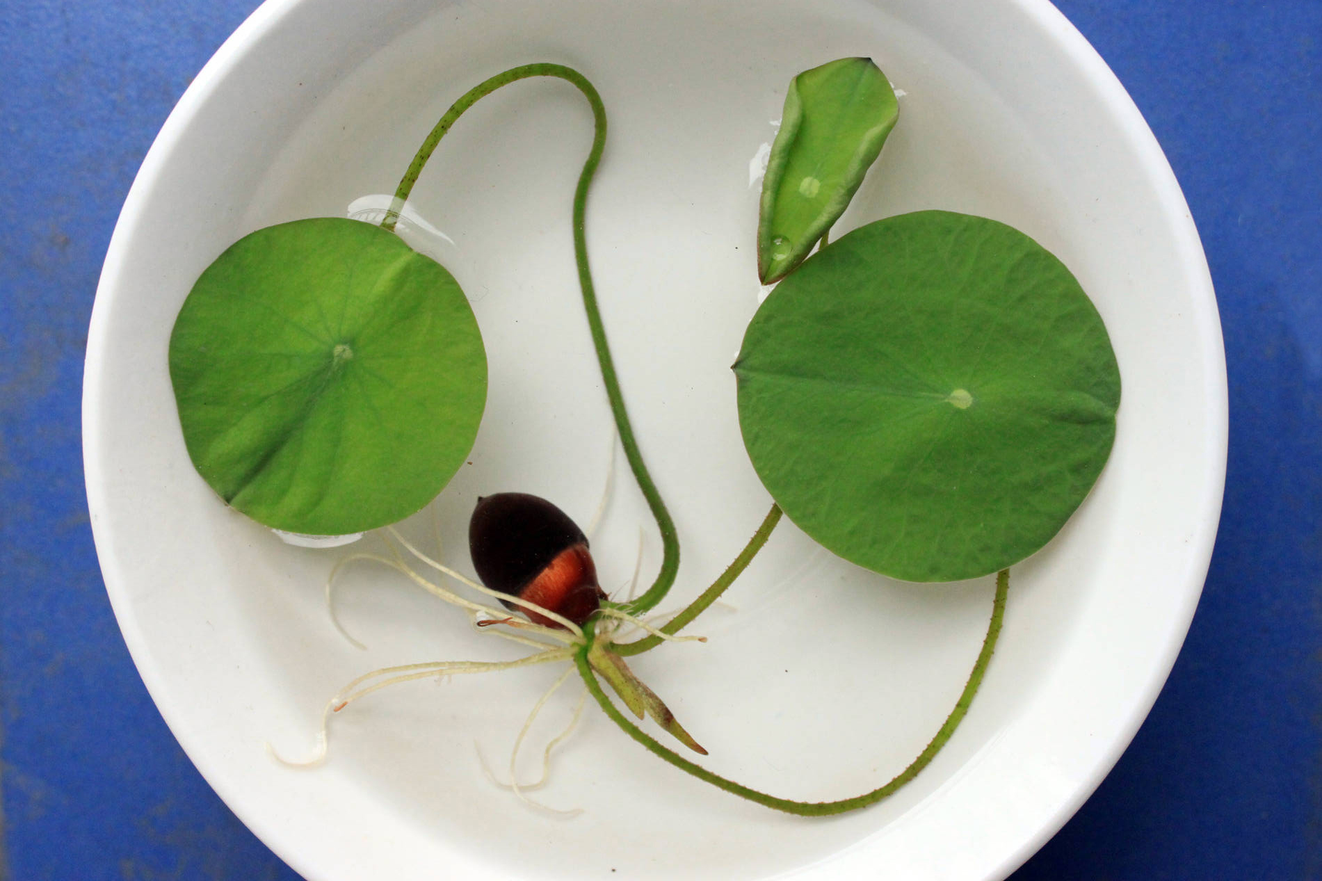 水培碗莲的种植方法和注意事项,怎样种植碗莲种子和水莲花种子