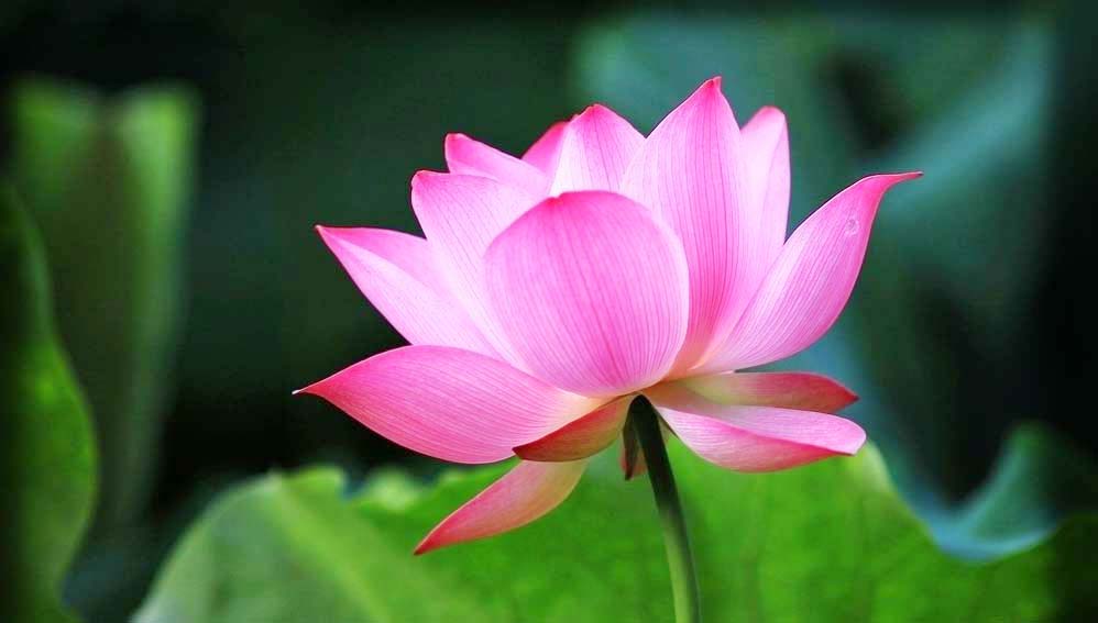 水培碗莲的种植方法和注意事项,怎样种植碗莲种子和水莲花种子