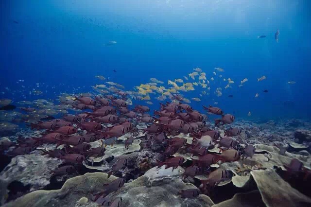 帕劳旅游的真实感受,中国可以去帕劳旅行吗
