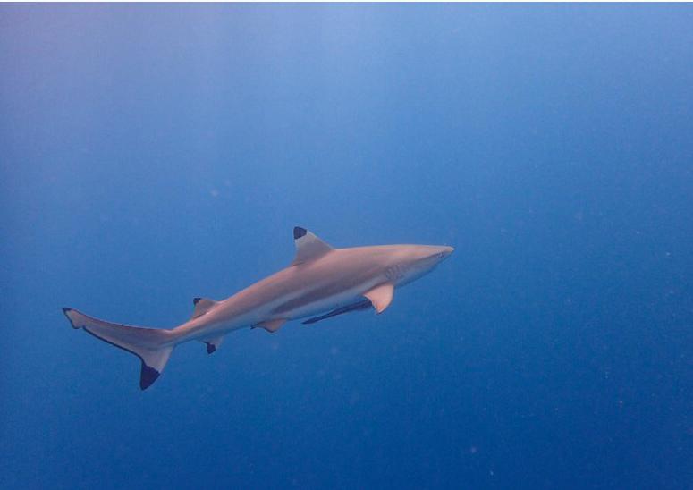 帕劳旅游的真实感受,中国可以去帕劳旅行吗