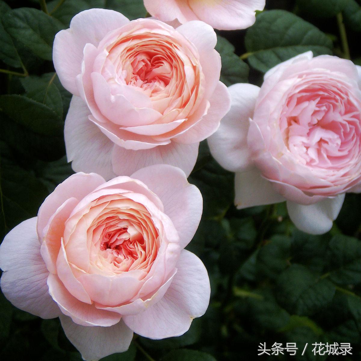 蔷薇月季和玫瑰的区别,月季跟蔷薇跟玫瑰有什么区别