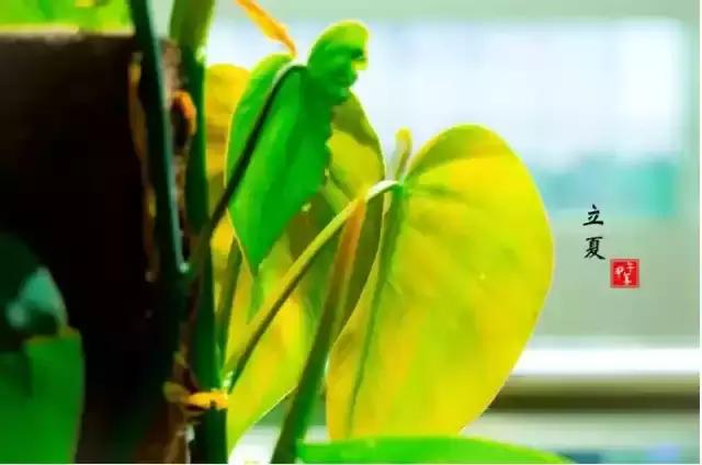 立夏节气的诗词大全,描写关于立夏节气的古诗词句子