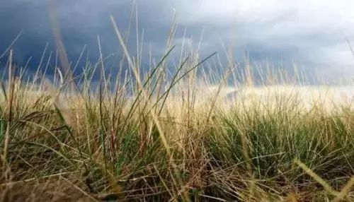 草甘膦除草剂和草铵膦有什么区别,除草剂草甘膦和草铵膦的区别在哪