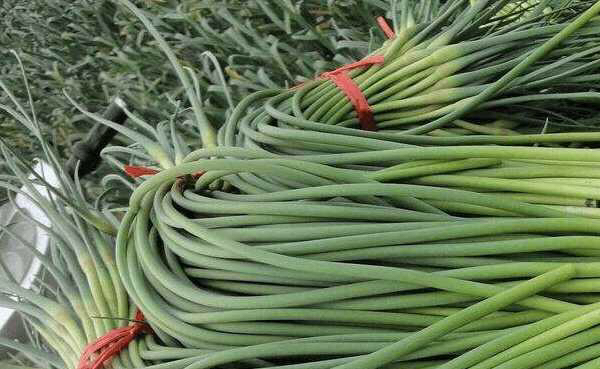 蒜薹免费送,苍山蒜薹免费送