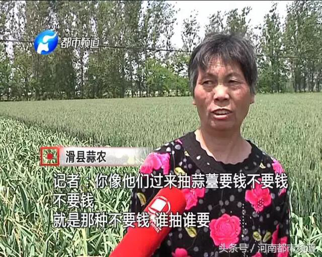 蒜薹免费送,苍山蒜薹免费送