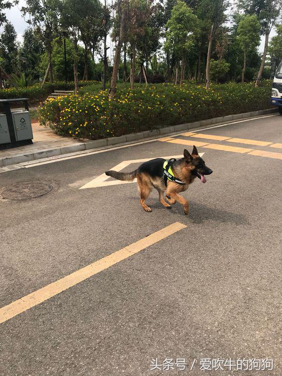 德牧去螨虫最简单的方法,德牧长螨虫怎么治疗