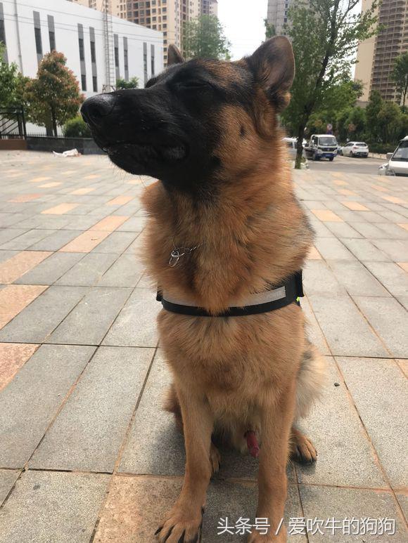 德牧去螨虫最简单的方法,德牧长螨虫怎么治疗