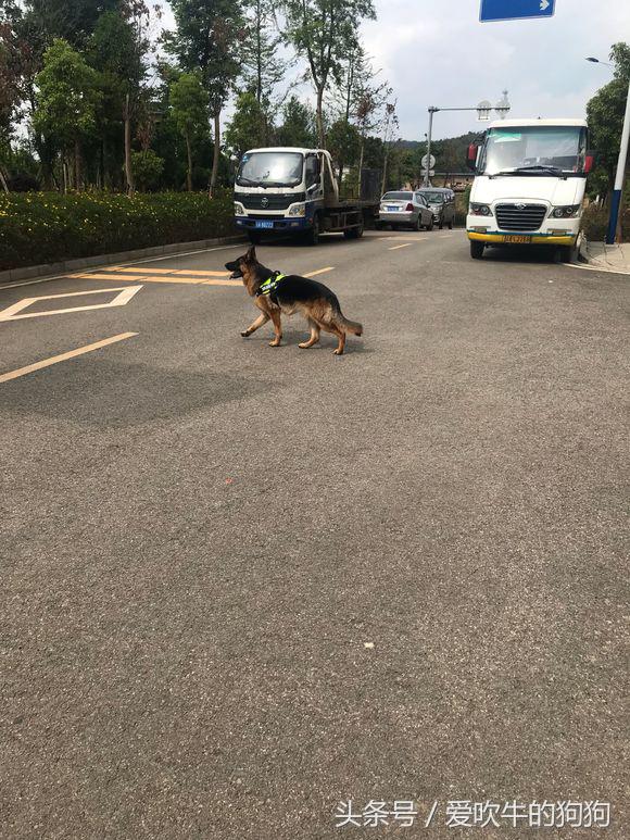 德牧去螨虫最简单的方法,德牧长螨虫怎么治疗