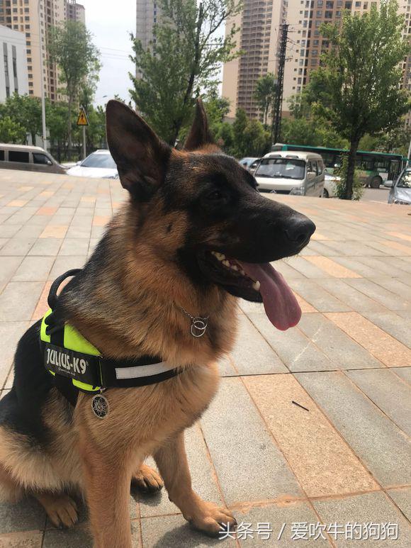 德牧去螨虫最简单的方法,德牧长螨虫怎么治疗