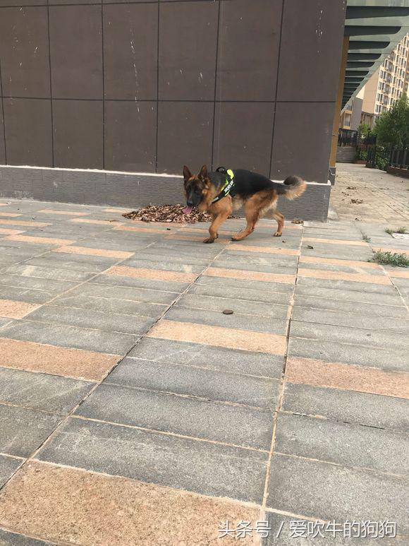 德牧去螨虫最简单的方法,德牧长螨虫怎么治疗