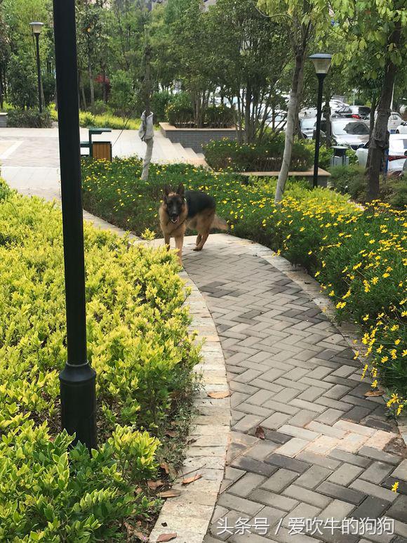 德牧去螨虫最简单的方法,德牧长螨虫怎么治疗