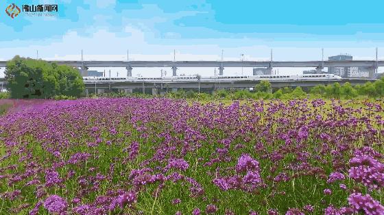 紫色薰衣草海+五彩摩天轮！南海这里充满异国风情如电影般唯美！