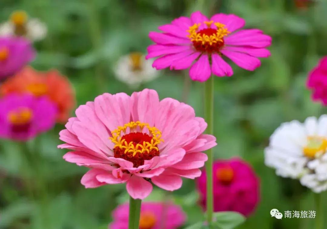 紫色薰衣草海+五彩摩天轮！南海这里充满异国风情如电影般唯美！