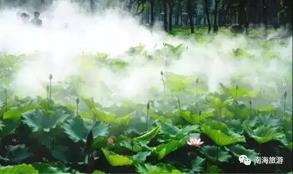 紫色薰衣草海+五彩摩天轮！南海这里充满异国风情如电影般唯美！