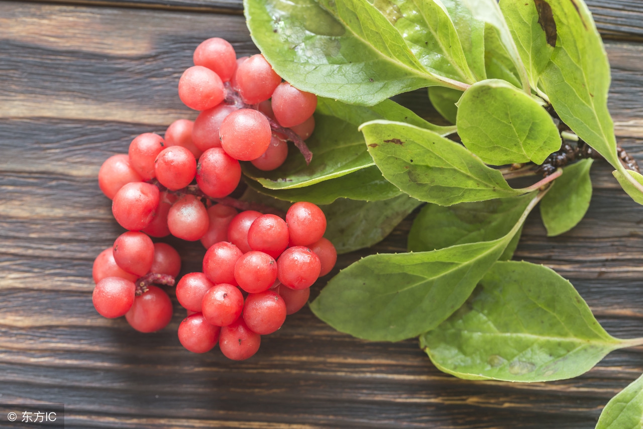 倪海厦讲解神农本草经五味子,五味子神农本草经原文