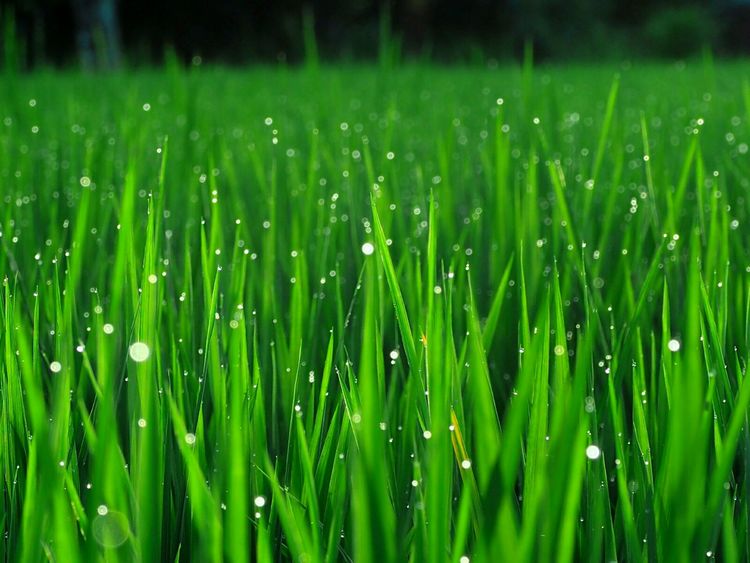 巴厘岛秘密花园,巴厘岛秘密花园别墅