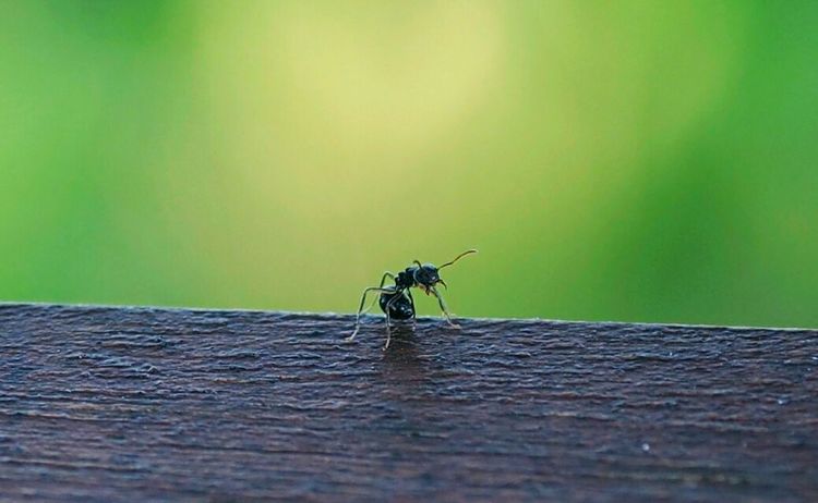 巴厘岛秘密花园,巴厘岛秘密花园别墅