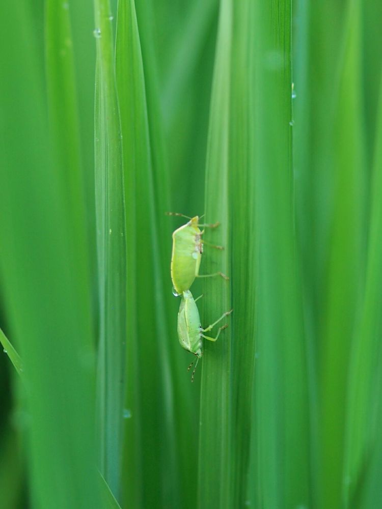 巴厘岛秘密花园,巴厘岛秘密花园别墅