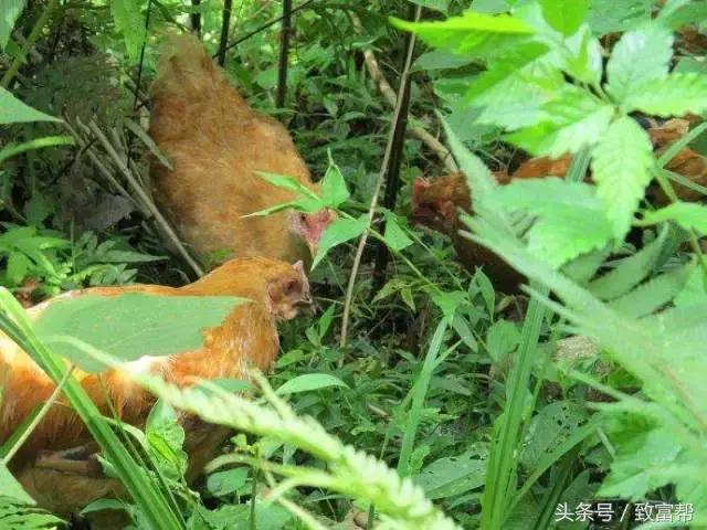 一周内致富锦囊,四条致富指南请你用心收藏