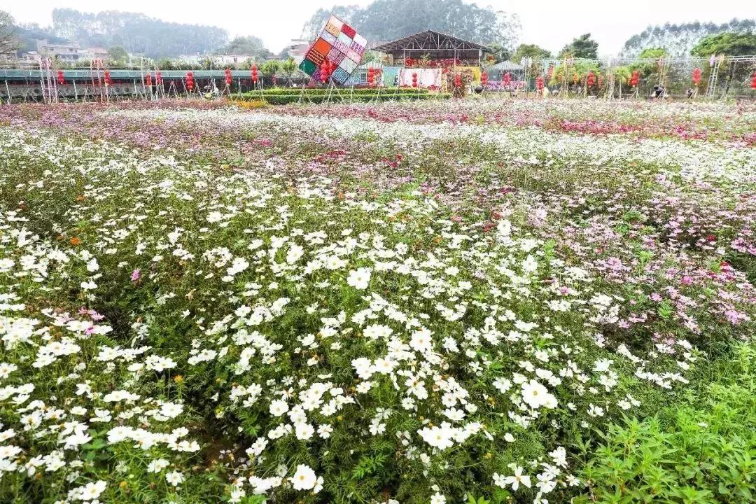 广州人少景美的古村落,广州好玩适合拍照的网红景点