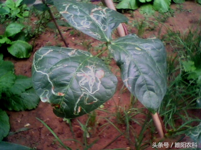 如何快速修复害虫咬的叶片,叶片上的虫子怎么消除