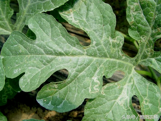 如何快速修复害虫咬的叶片,叶片上的虫子怎么消除