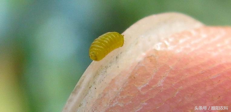 如何快速修复害虫咬的叶片,叶片上的虫子怎么消除