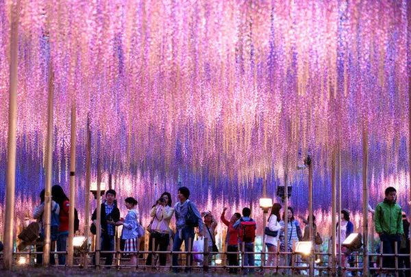 日本花图鉴｜带你去那花花世界